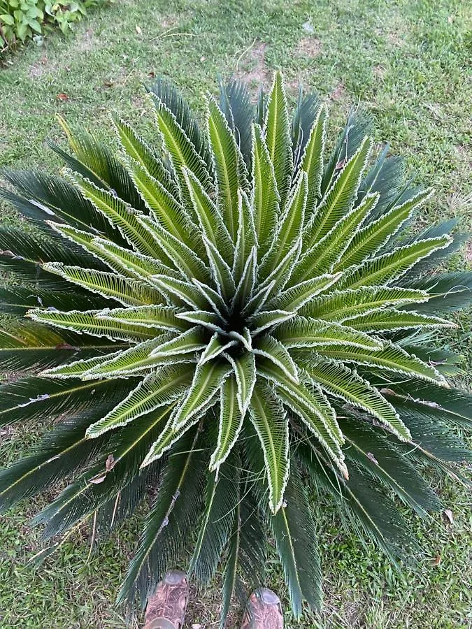 El Limón Eco Casa Alganaヴィラ